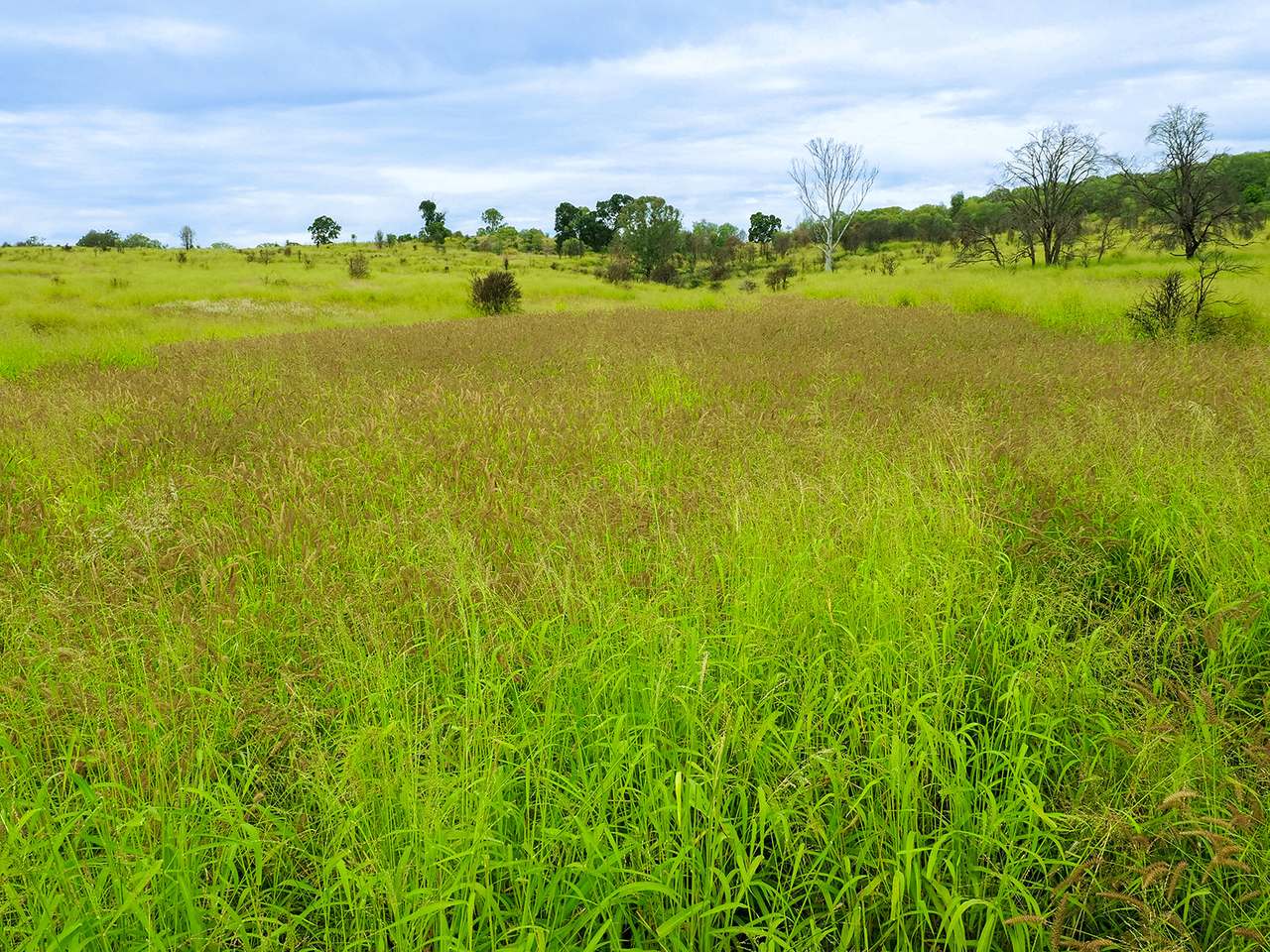 'Telemon', Woolein via Banana Auction by Farmbuy.com - image 98