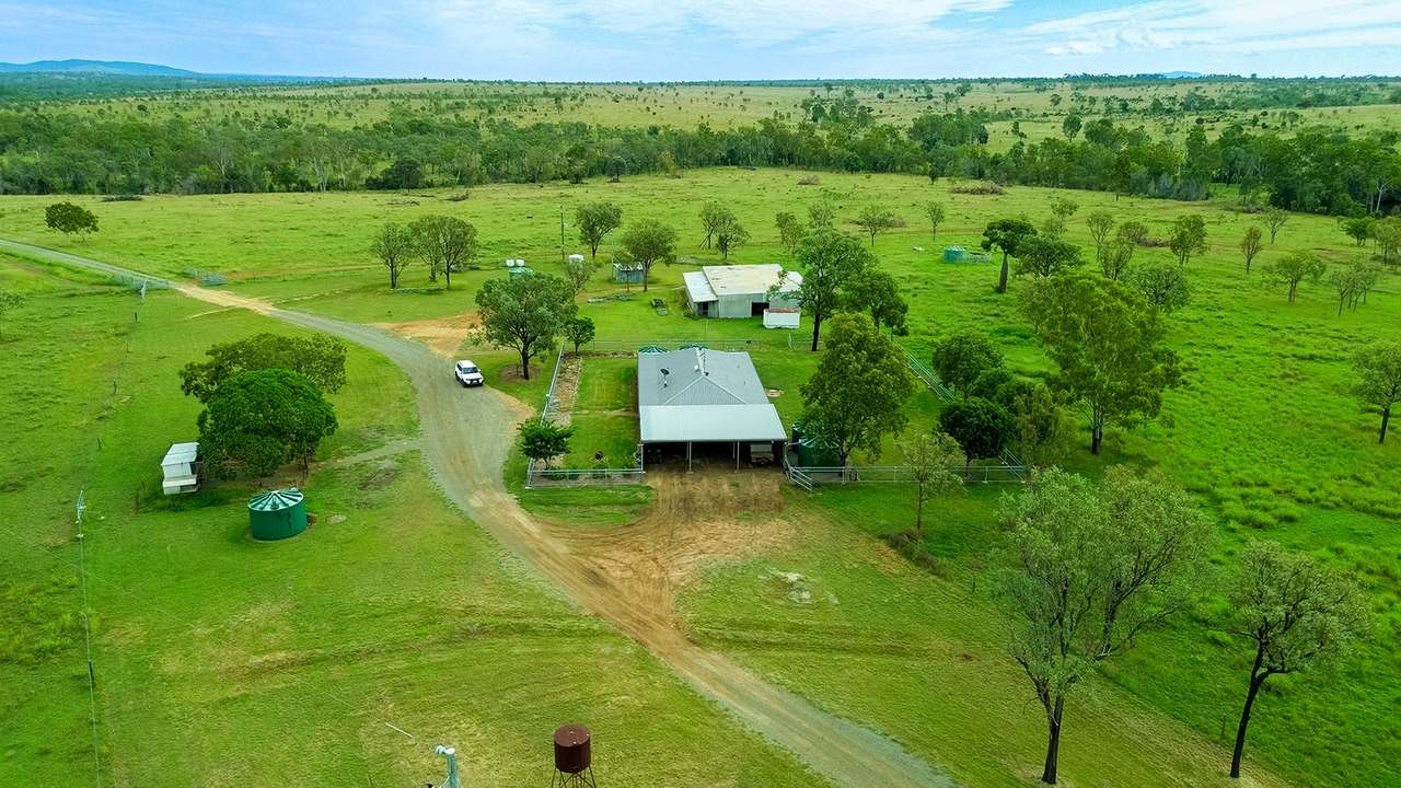 'Telemon', Woolein via Banana Auction by Farmbuy.com - image 50