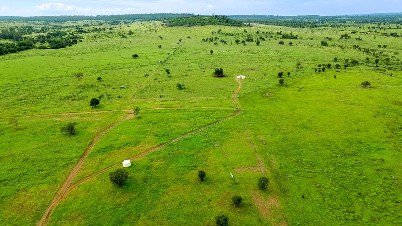 'Telemon', Woolein via Banana Auction by Farmbuy.com - image 48