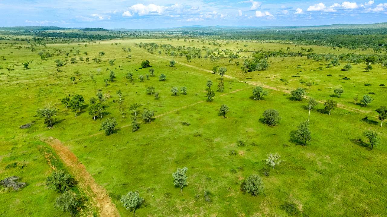 'Telemon', Woolein via Banana Auction by Farmbuy.com - image 68