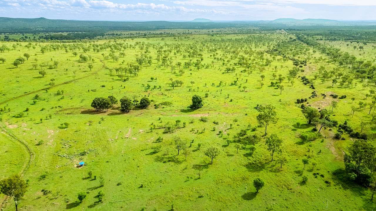 'Telemon', Woolein via Banana Auction by Farmbuy.com - image 85