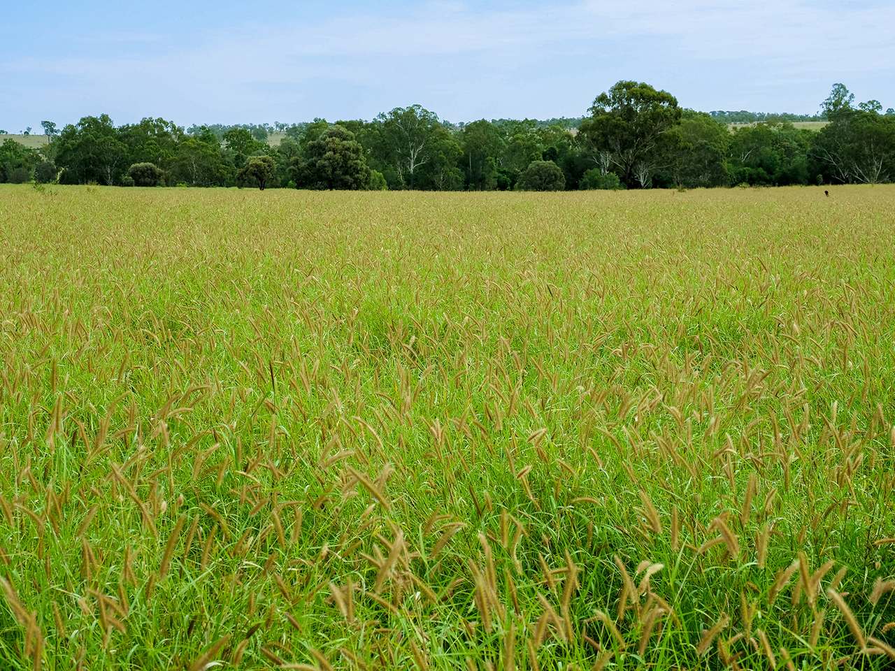 'Telemon', Woolein via Banana Auction by Farmbuy.com - image 92