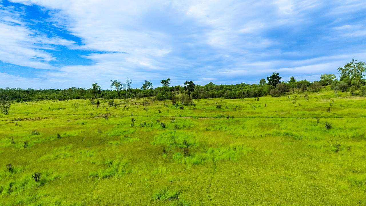 'Telemon', Woolein via Banana Auction by Farmbuy.com - image 29