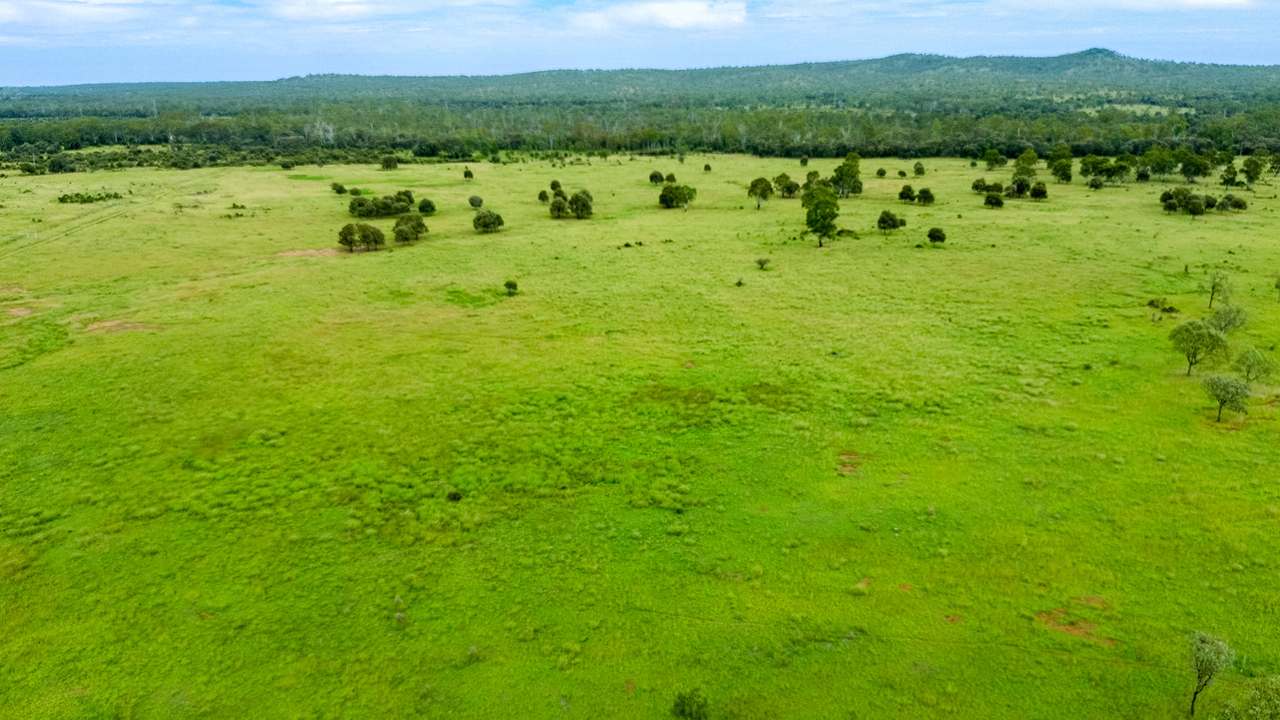 'Telemon', Woolein via Banana Auction by Farmbuy.com - image 51