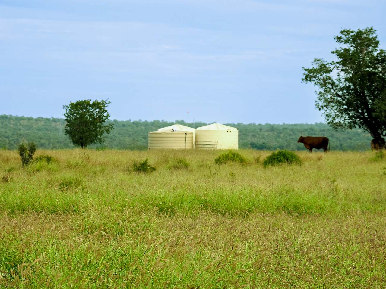 'Telemon', Woolein via Banana Auction by Farmbuy.com - image 96