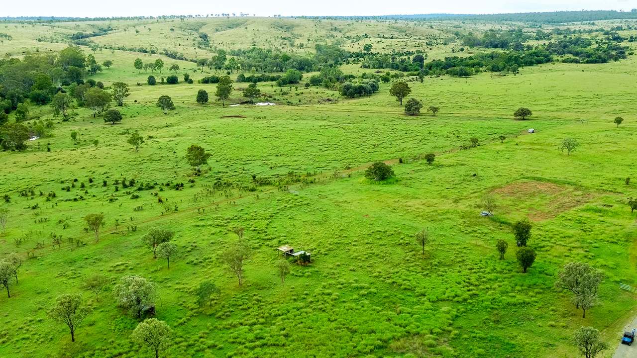 'Telemon', Woolein via Banana Auction by Farmbuy.com - image 55