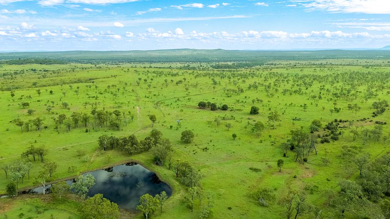 'Telemon', Woolein via Banana Auction by Farmbuy.com - image 79