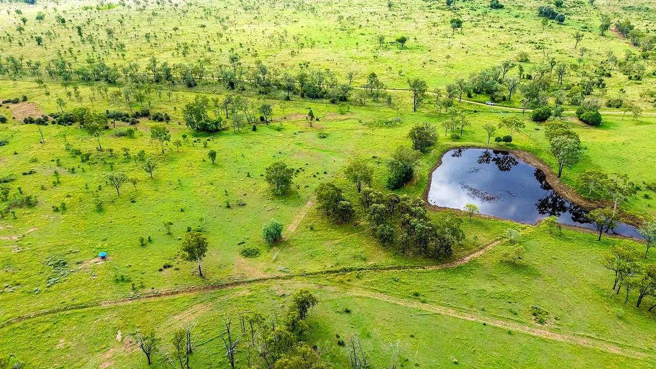 'Telemon', Woolein via Banana Auction by Farmbuy.com - image 84