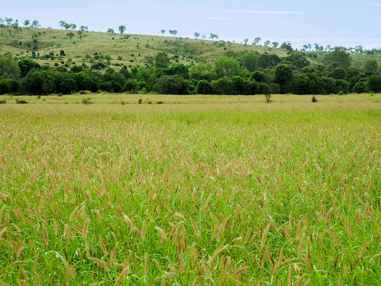 'Telemon', Woolein via Banana Auction by Farmbuy.com - image 93