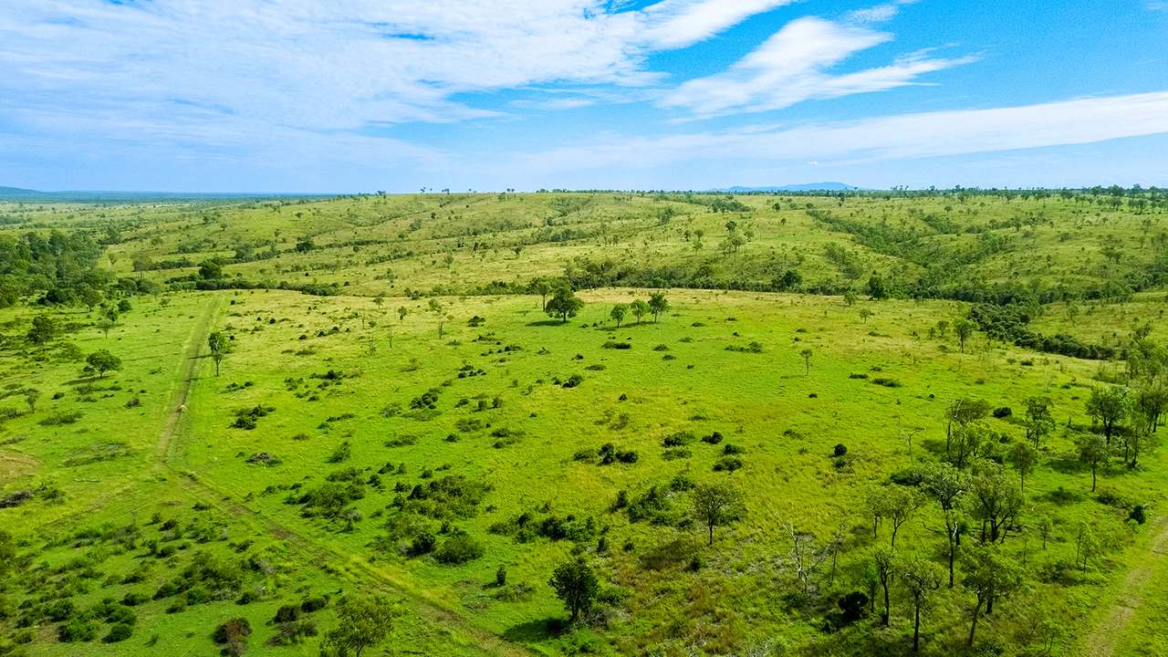 'Telemon', Woolein via Banana Auction by Farmbuy.com - image 36