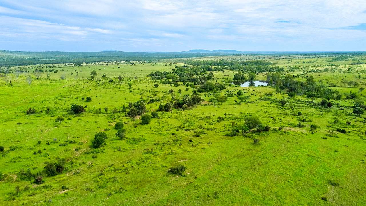 'Telemon', Woolein via Banana Auction by Farmbuy.com - image 40