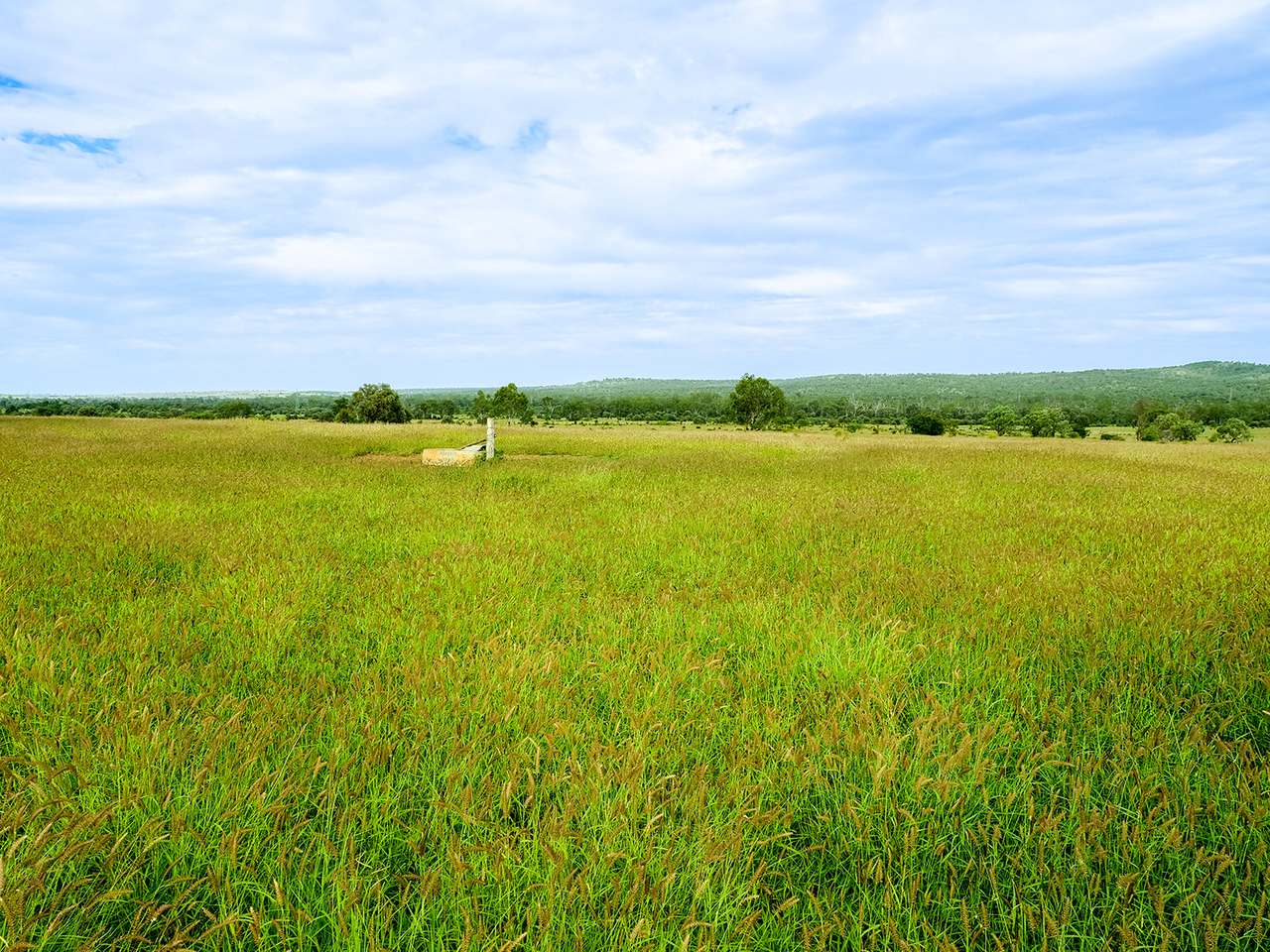 'Telemon', Woolein via Banana Auction by Farmbuy.com - image 88