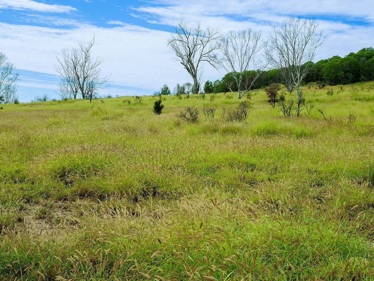 'Telemon', Woolein via Banana Auction by Farmbuy.com - image 9