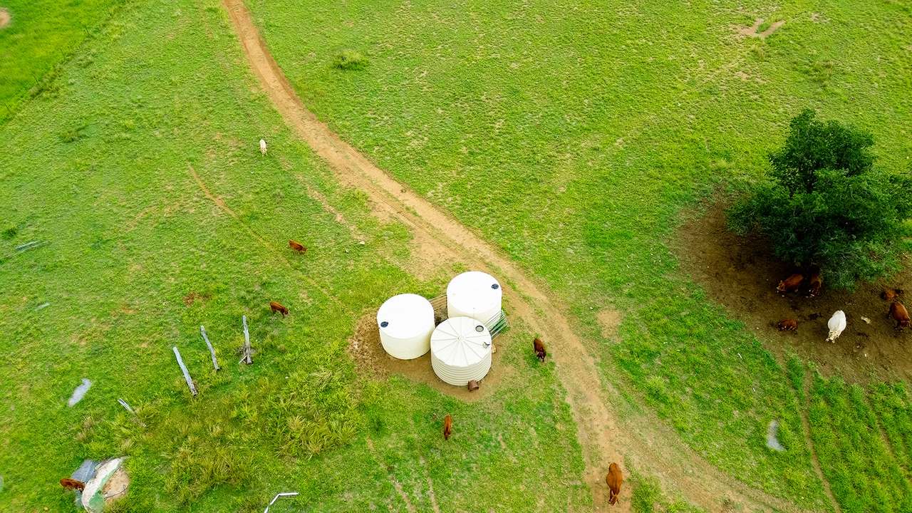 'Telemon', Woolein via Banana Auction by Farmbuy.com - image 49