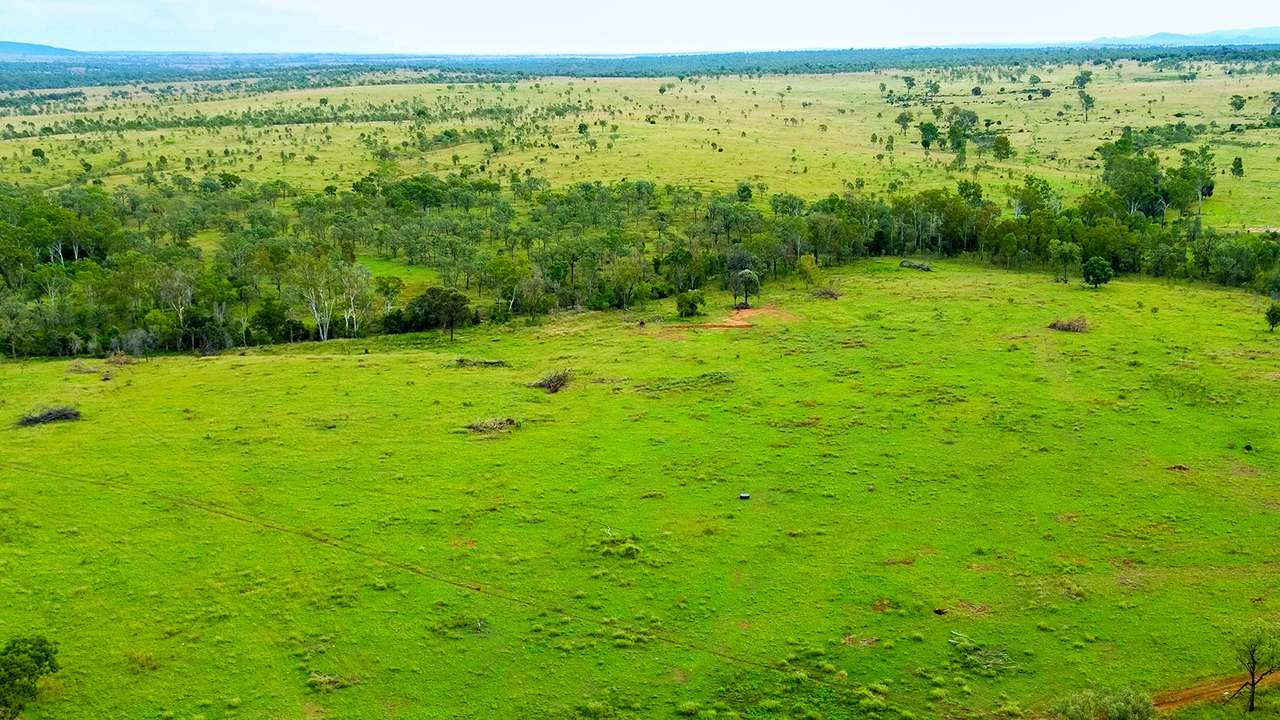 'Telemon', Woolein via Banana Auction by Farmbuy.com - image 54