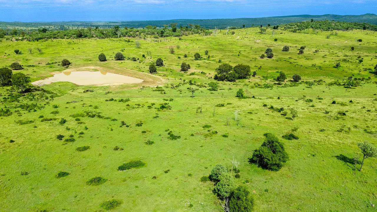 'Telemon', Woolein via Banana Auction by Farmbuy.com - image 38