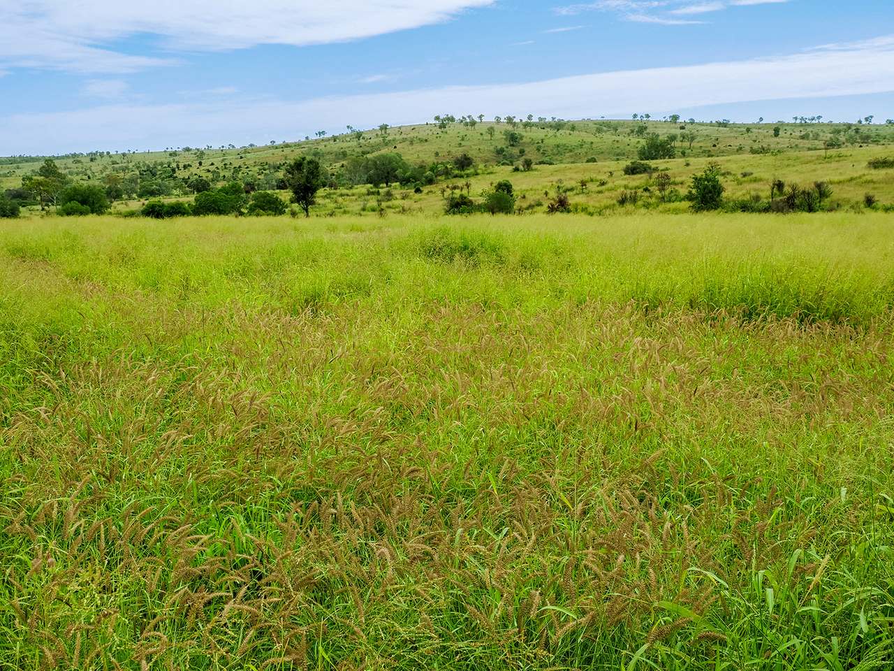 'Telemon', Woolein via Banana Auction by Farmbuy.com - image 3