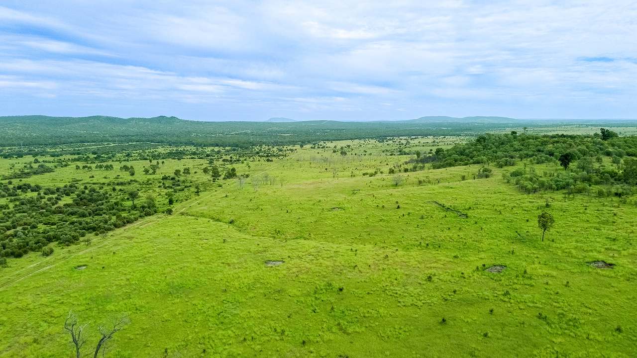 'Telemon', Woolein via Banana Auction by Farmbuy.com - image 42