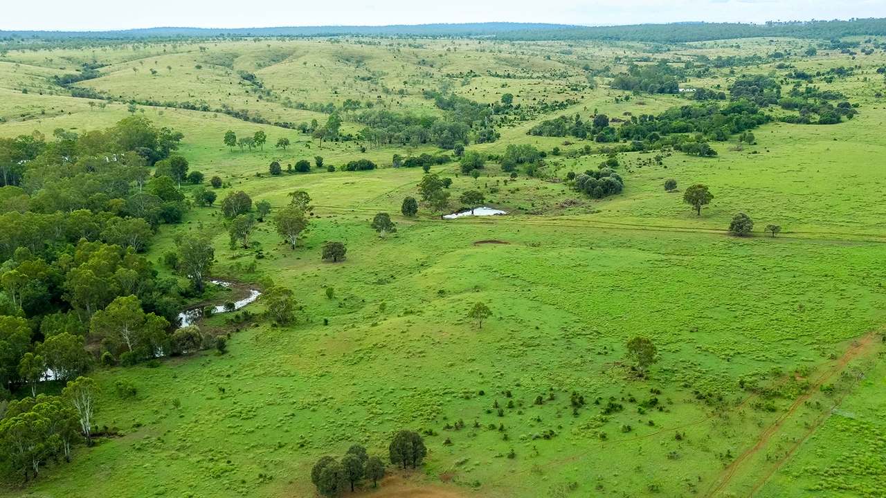 'Telemon', Woolein via Banana Auction by Farmbuy.com - image 59