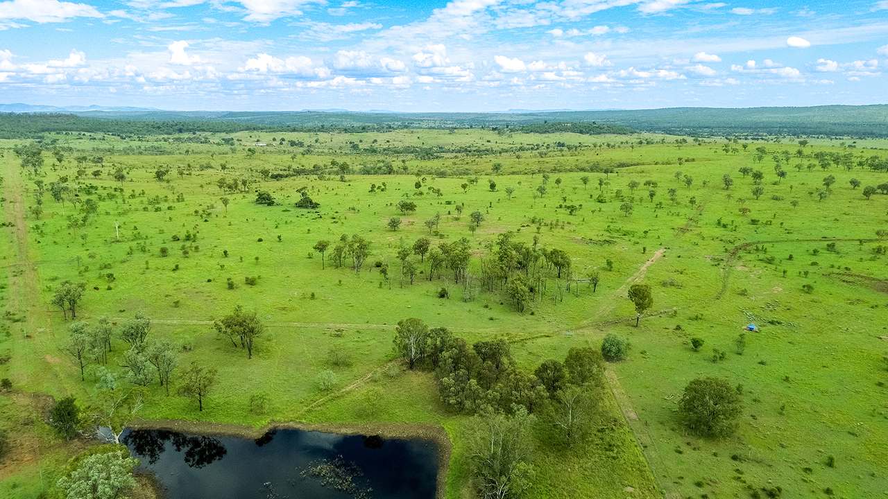 'Telemon', Woolein via Banana Auction by Farmbuy.com - image 77