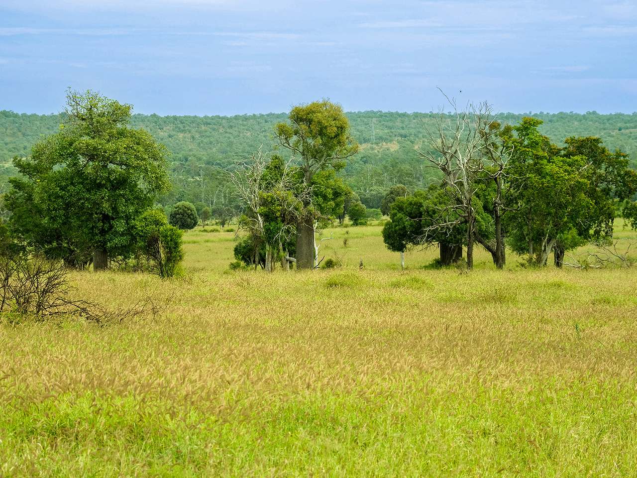 'Telemon', Woolein via Banana Auction by Farmbuy.com - image 7