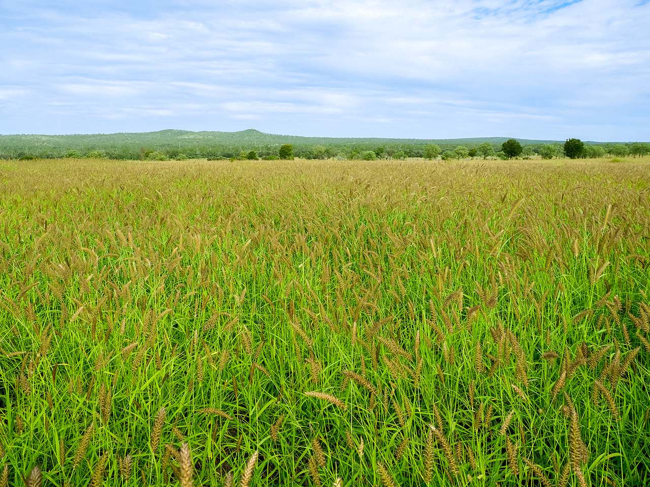 'Telemon', Woolein via Banana Auction by Farmbuy.com - image 89