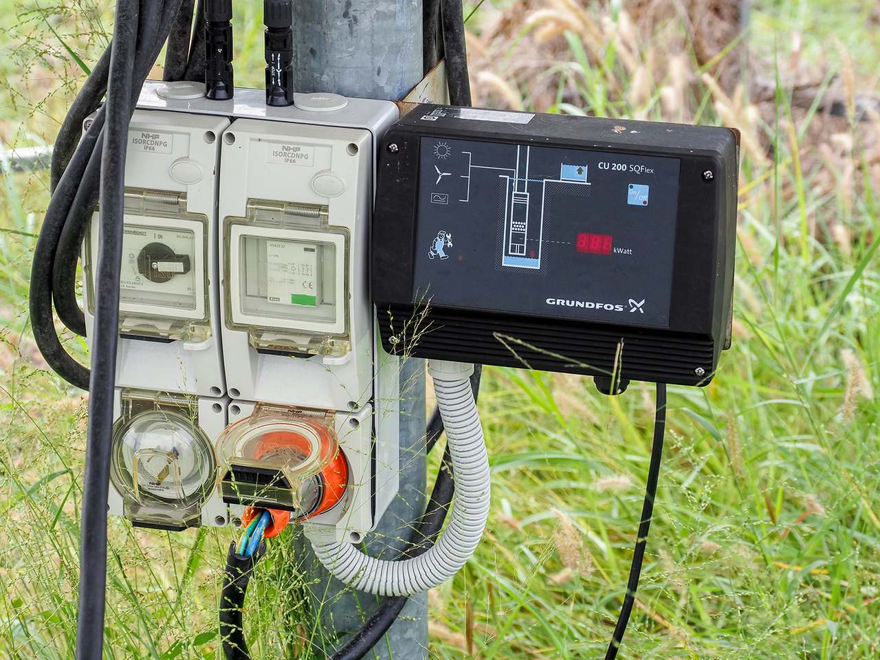 'Telemon', Woolein via Banana Auction by Farmbuy.com - image 12