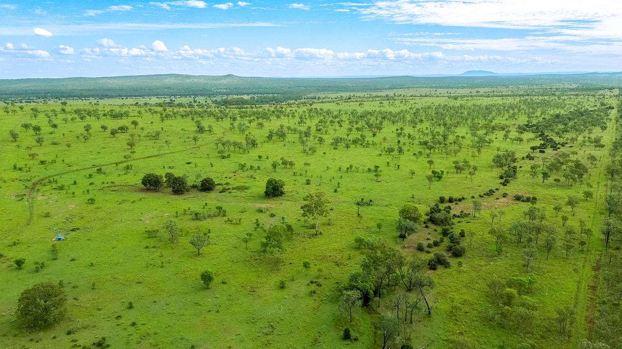 'Telemon', Woolein via Banana Auction by Farmbuy.com - image 78