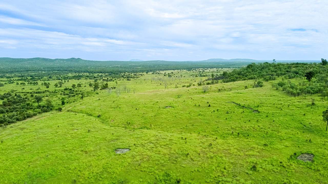 'Telemon', Woolein via Banana Auction by Farmbuy.com - image 43