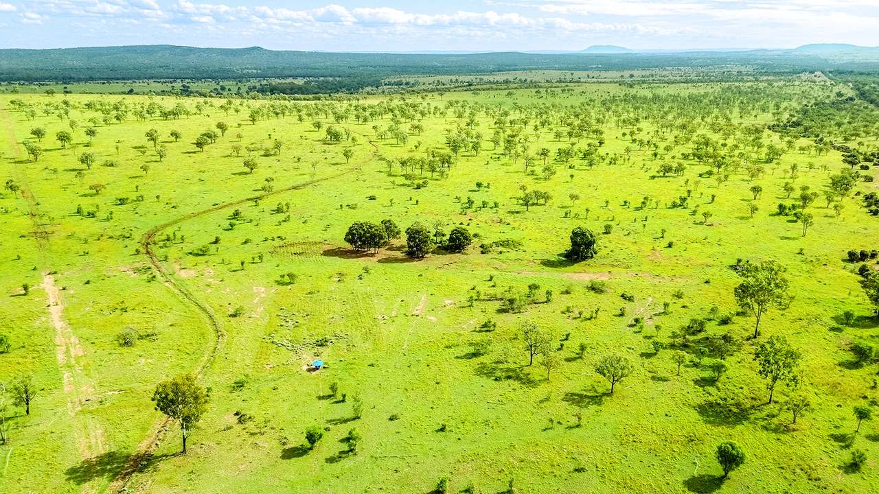 'Telemon', Woolein via Banana Auction by Farmbuy.com - image 86