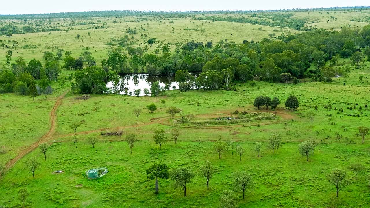 'Telemon', Woolein via Banana Auction by Farmbuy.com - image 56