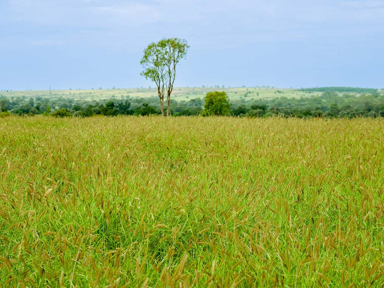 'Telemon', Woolein via Banana Auction by Farmbuy.com - image 95