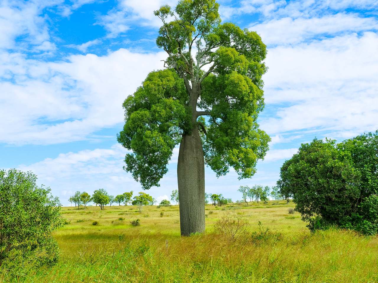 'Telemon', Woolein via Banana Auction by Farmbuy.com - image 26