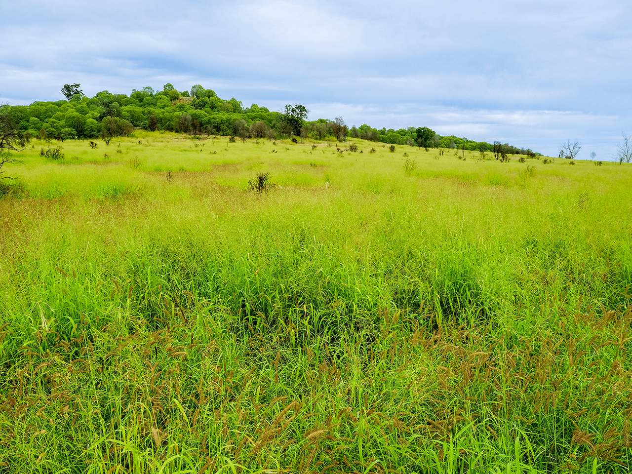 'Telemon', Woolein via Banana Auction by Farmbuy.com - image 99
