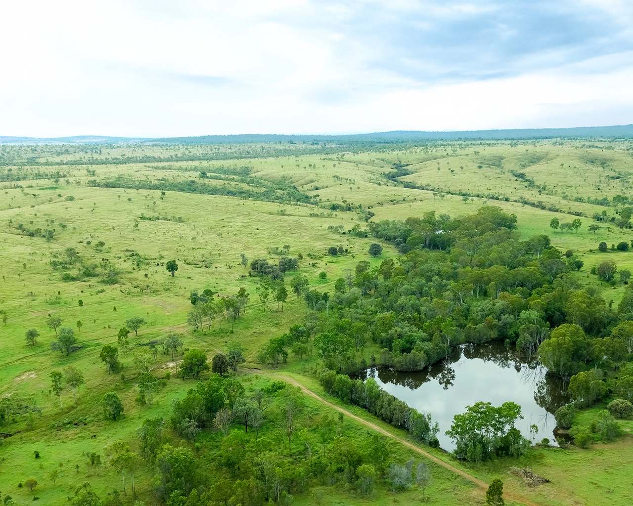 'Telemon', Woolein via Banana Auction by Farmbuy.com - image 62