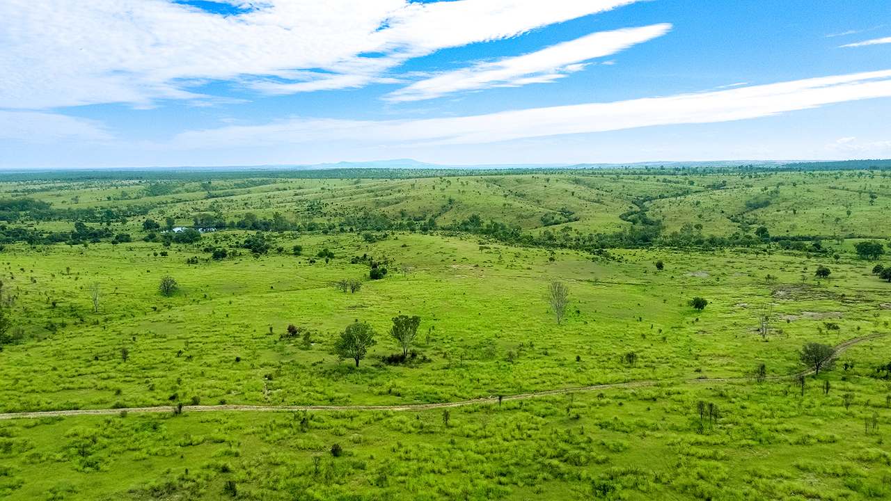 'Telemon', Woolein via Banana Auction by Farmbuy.com - image 44