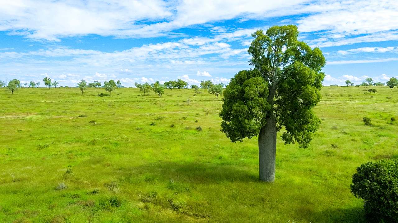 'Telemon', Woolein via Banana Auction by Farmbuy.com - image 74