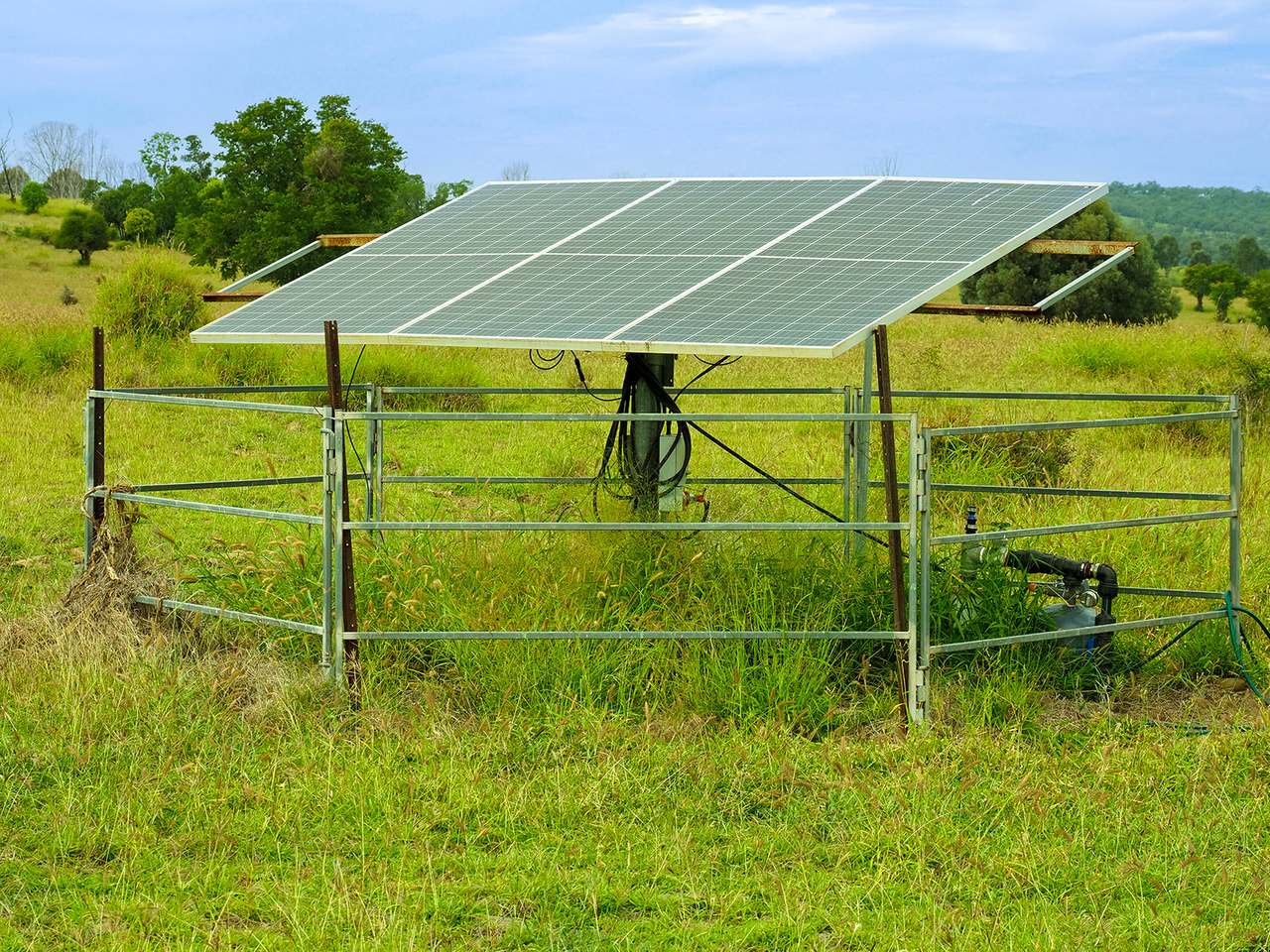 'Telemon', Woolein via Banana Auction by Farmbuy.com - image 10