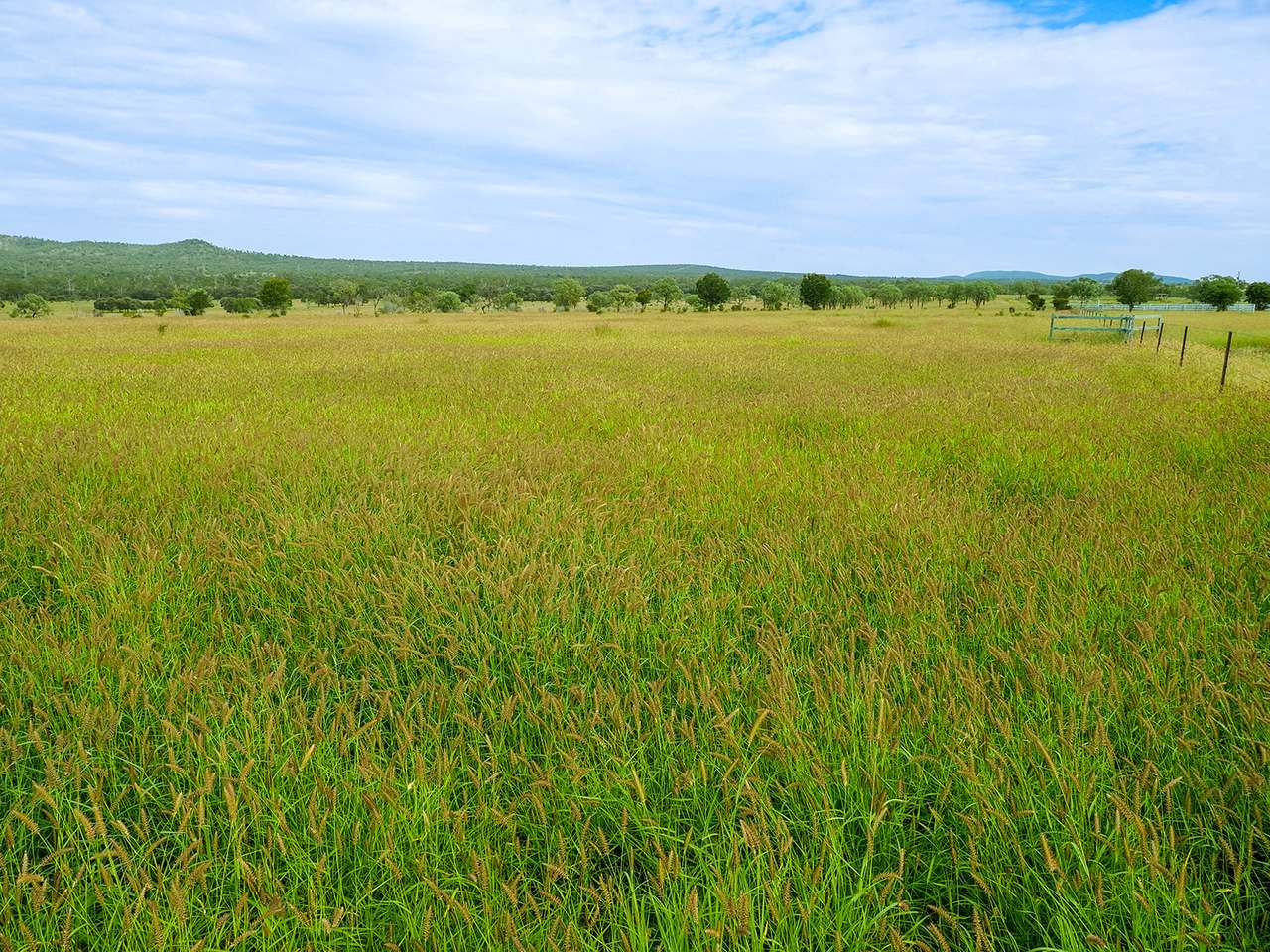 'Telemon', Woolein via Banana Auction by Farmbuy.com - image 87