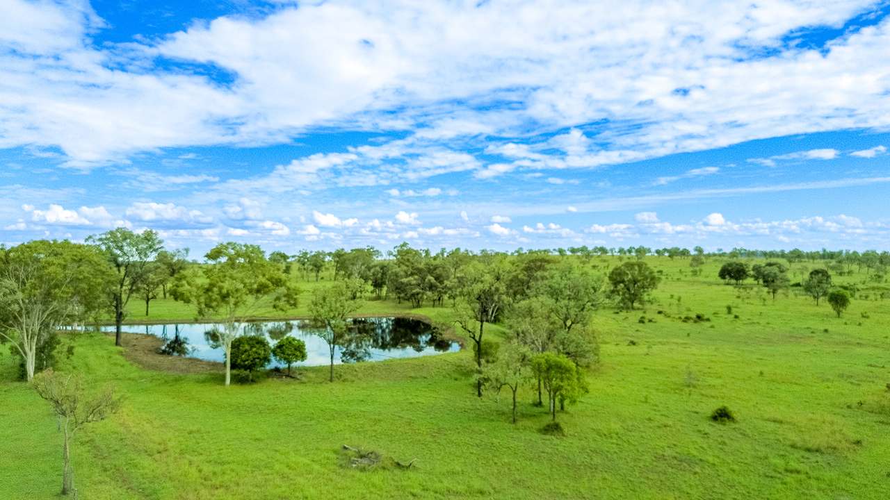 'Telemon', Woolein via Banana Auction by Farmbuy.com - image 75