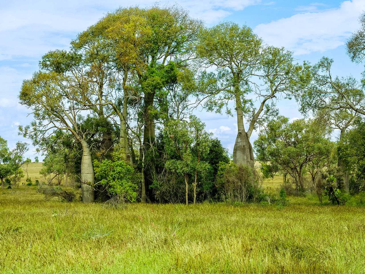 'Telemon', Woolein via Banana Auction by Farmbuy.com - image 28