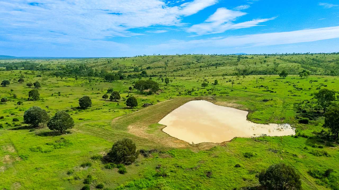 'Telemon', Woolein via Banana Auction by Farmbuy.com - image 33