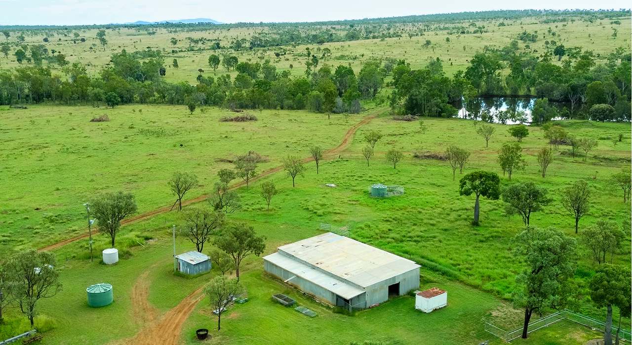 'Telemon', Woolein via Banana Auction by Farmbuy.com - image 53