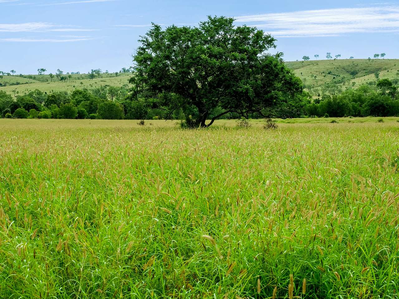 'Telemon', Woolein via Banana Auction by Farmbuy.com - image 90