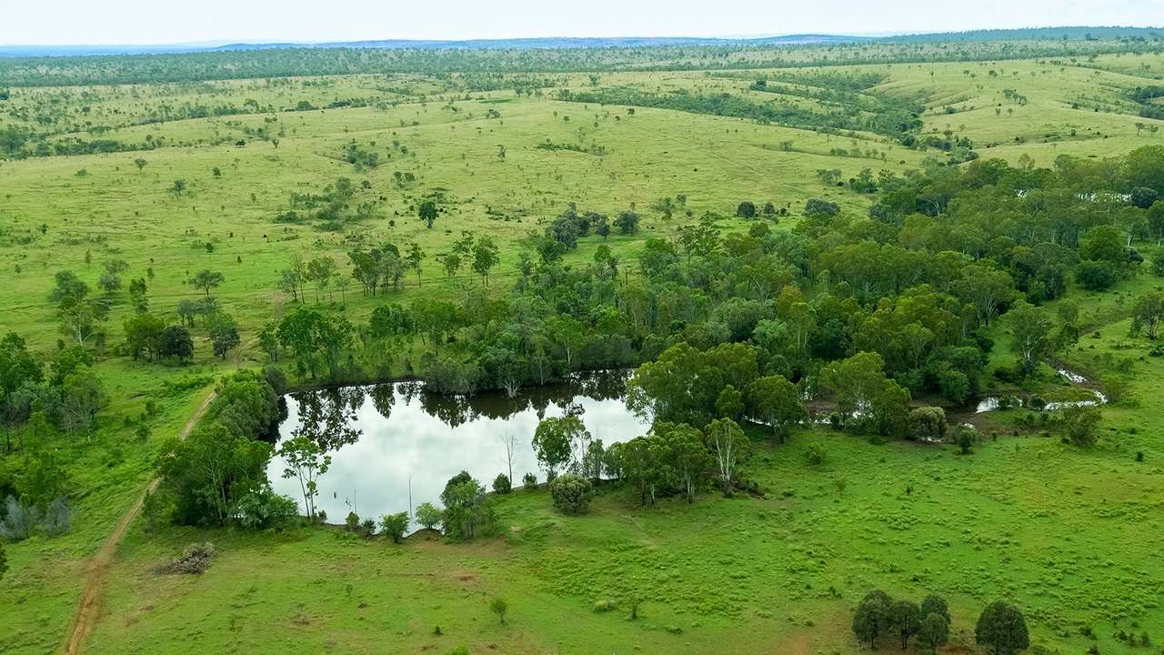 'Telemon', Woolein via Banana Auction by Farmbuy.com - image 58