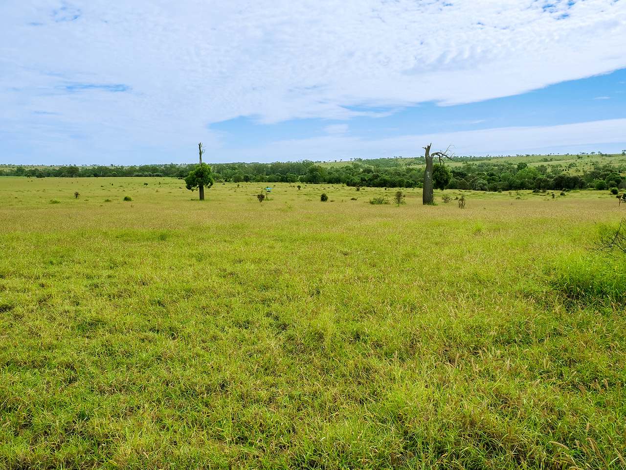 'Telemon', Woolein via Banana Auction by Farmbuy.com - image 4