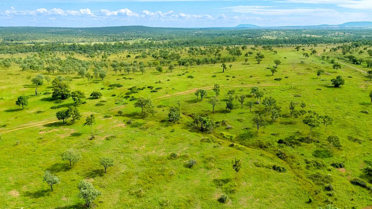 'Telemon', Woolein via Banana Auction by Farmbuy.com - image 69