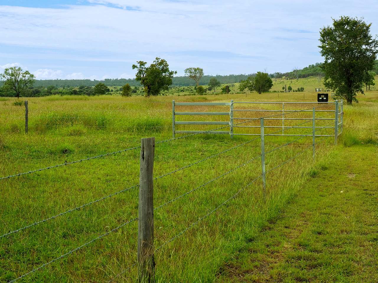 'Telemon', Woolein via Banana Auction by Farmbuy.com - image 13