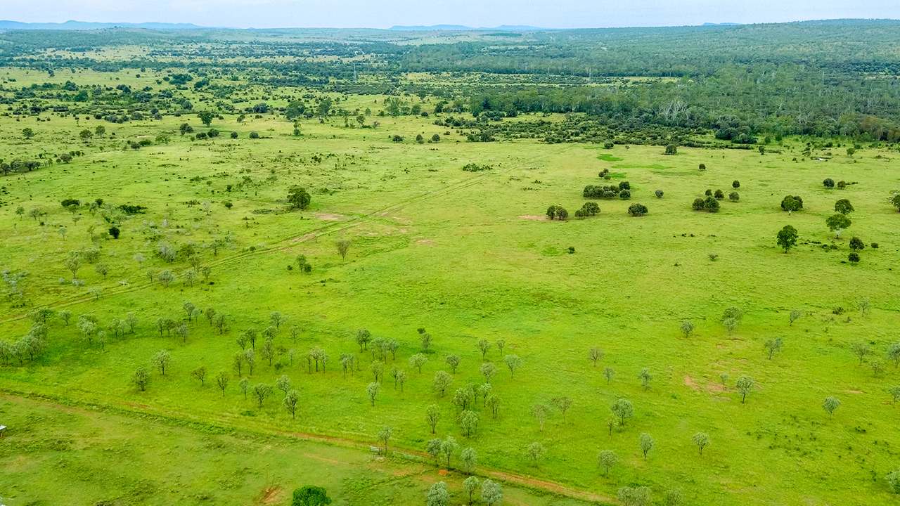 'Telemon', Woolein via Banana Auction by Farmbuy.com - image 60