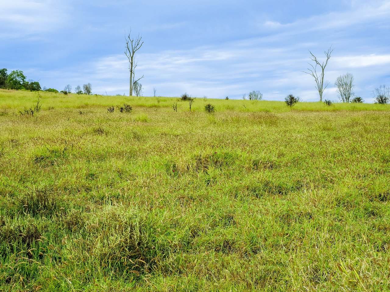 'Telemon', Woolein via Banana Auction by Farmbuy.com - image 8